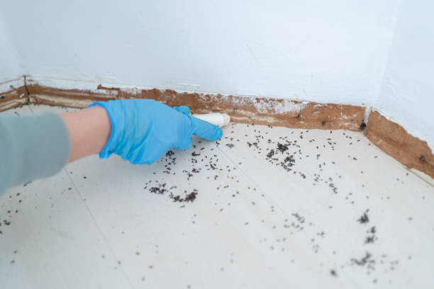 Reliable Coachella, CA Pest Control Solutions